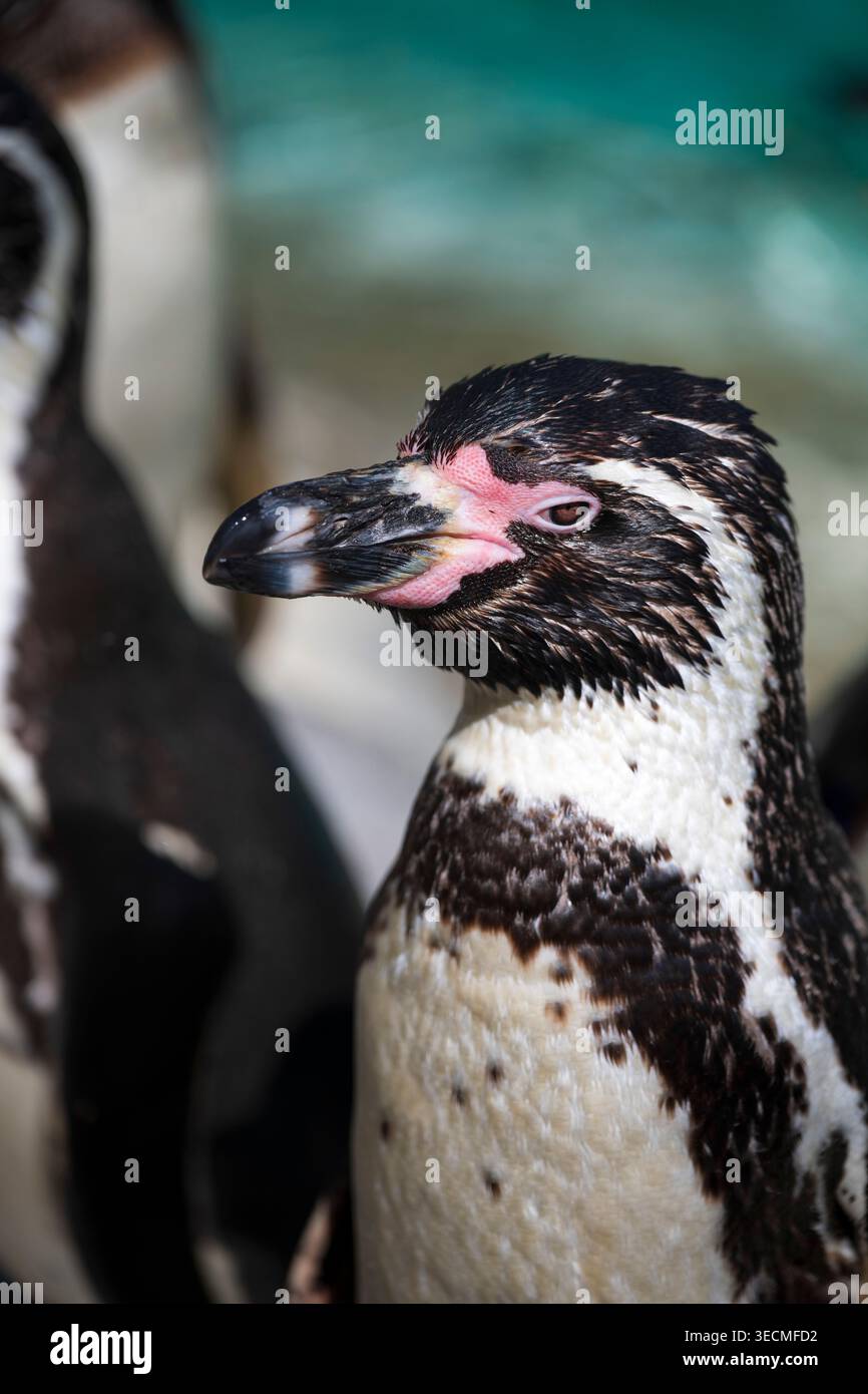 Pinguino fresco fuori dall'acqua Foto Stock