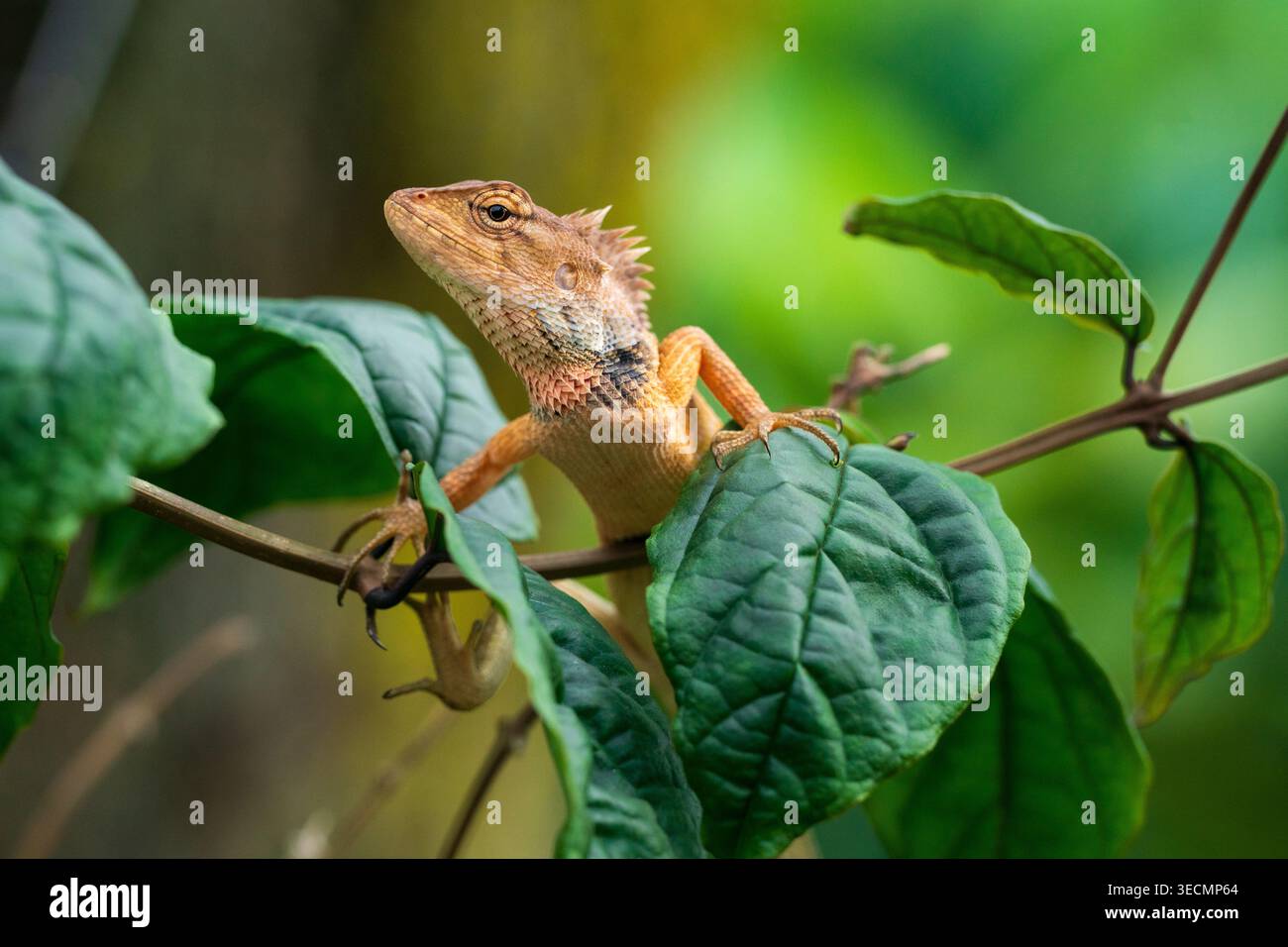 Un vivace primo piano di una lucertola Orientale (Calotes versicolor) che riposa su lussureggianti foglie verdi. La lucertola presenta uno stemma spinoso e artigli affilati, Foto Stock