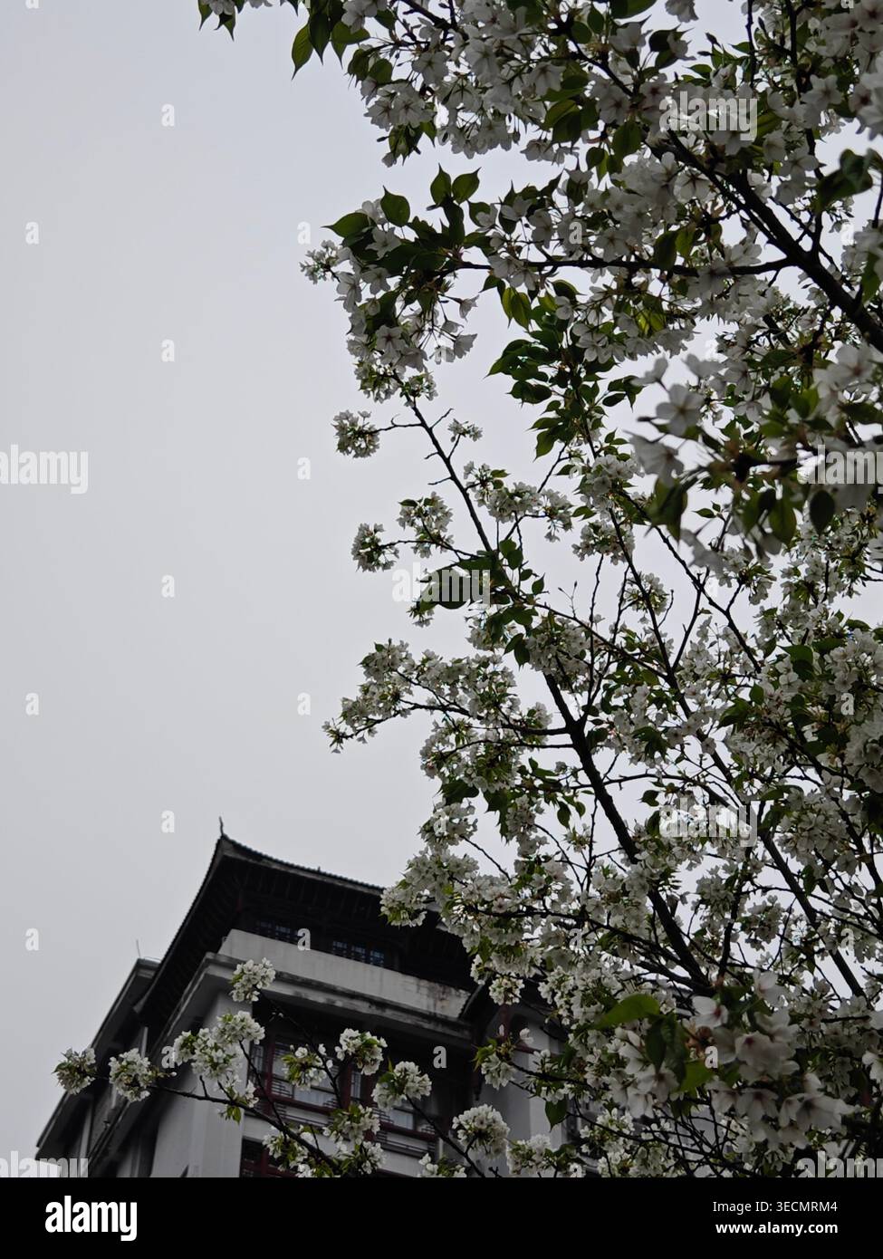 Fiori di ciliegio bianco con tetto in tradizionale architettura cinese - Immagine stock catturata con smartphone