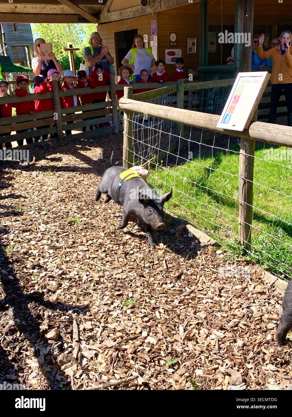 West Lodge Farm Park Northamptonshire mostra sentieri di campagna animali e percorsi panoramici e mostra maiali pecore agnelli uccelli clima - Immagine stock catturata con smartphone