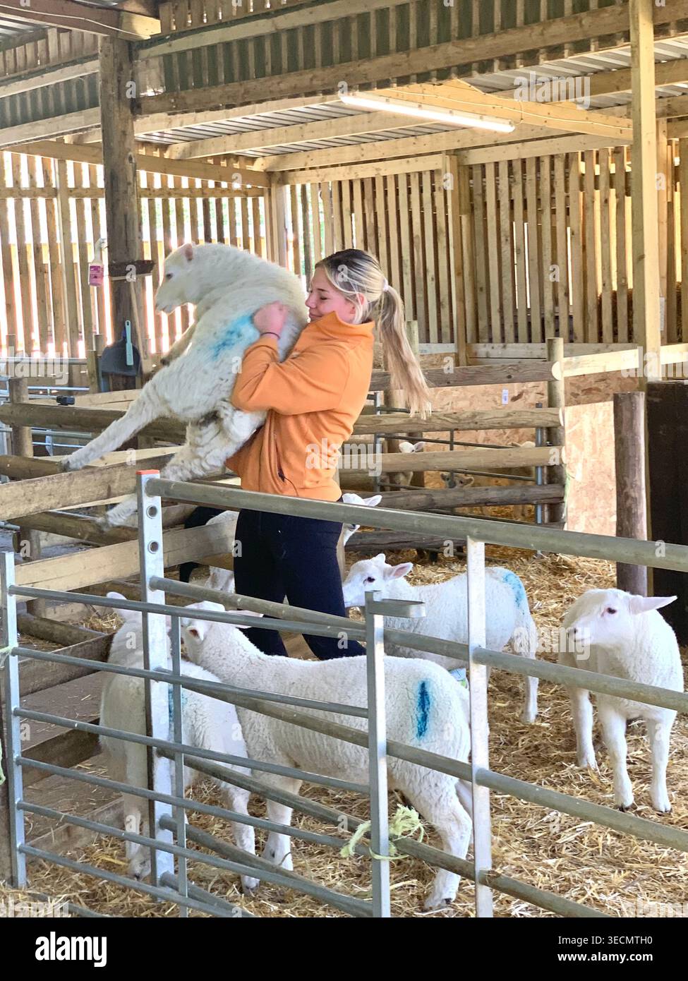 West Lodge Farm Park Northamptonshire mostra sentieri di campagna animali e percorsi panoramici e mostra maiali pecore agnelli uccelli clima - Immagine stock catturata con smartphone