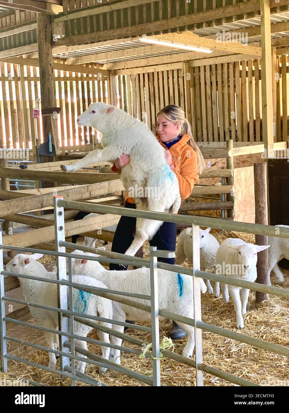 West Lodge Farm Park Northamptonshire mostra sentieri di campagna animali e percorsi panoramici e mostra maiali pecore agnelli uccelli clima - Immagine stock catturata con smartphone