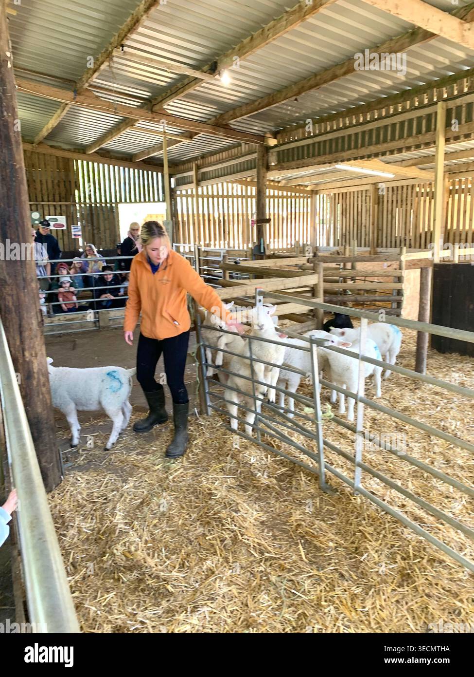 West Lodge Farm Park Northamptonshire mostra sentieri di campagna animali e percorsi panoramici e mostra maiali pecore agnelli uccelli clima - Immagine stock catturata con smartphone