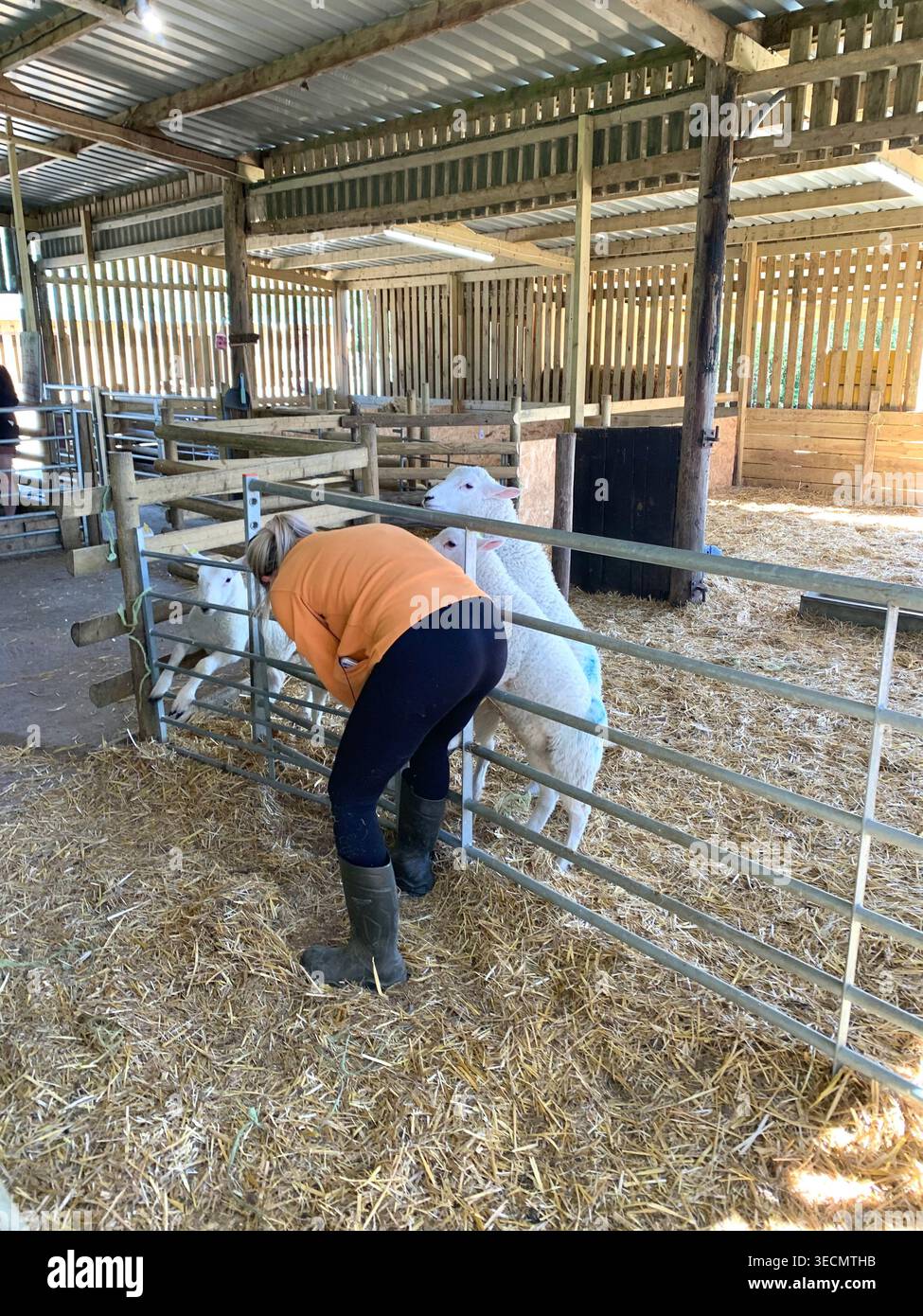 West Lodge Farm Park Northamptonshire mostra sentieri di campagna animali e percorsi panoramici e mostra maiali pecore agnelli uccelli clima - Immagine stock catturata con smartphone
