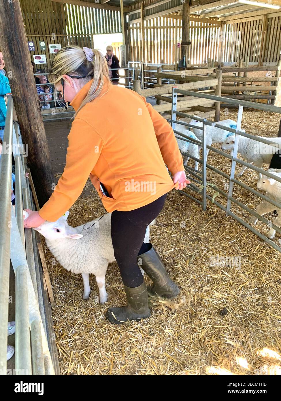 West Lodge Farm Park Northamptonshire mostra sentieri di campagna animali e percorsi panoramici e mostra maiali pecore agnelli uccelli clima - Immagine stock catturata con smartphone