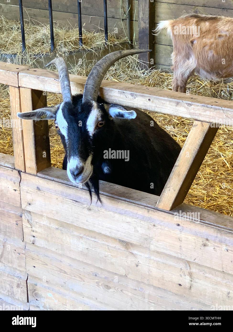 West Lodge Farm Park Northamptonshire mostra sentieri di campagna animali e percorsi panoramici e mostra maiali pecore agnelli uccelli clima - Immagine stock catturata con smartphone