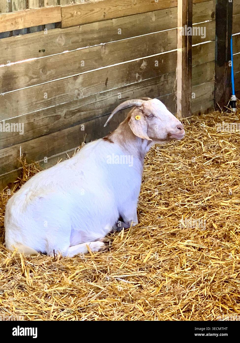 West Lodge Farm Park Northamptonshire mostra sentieri di campagna animali e percorsi panoramici e mostra maiali pecore agnelli uccelli clima - Immagine stock catturata con smartphone