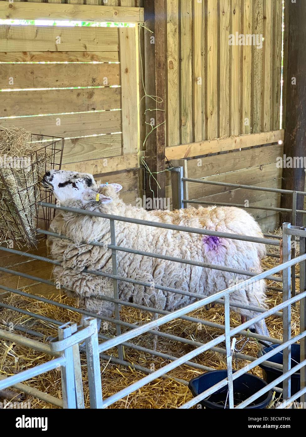 West Lodge Farm Park Northamptonshire mostra sentieri di campagna animali e percorsi panoramici e mostra maiali pecore agnelli uccelli clima - Immagine stock catturata con smartphone