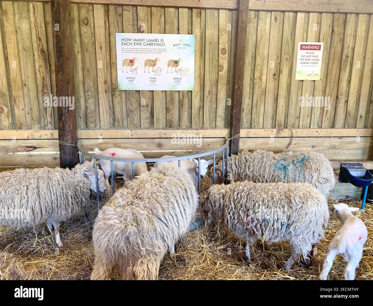 West Lodge Farm Park Northamptonshire mostra sentieri di campagna animali e percorsi panoramici e mostra maiali pecore agnelli uccelli clima - Immagine stock catturata con smartphone