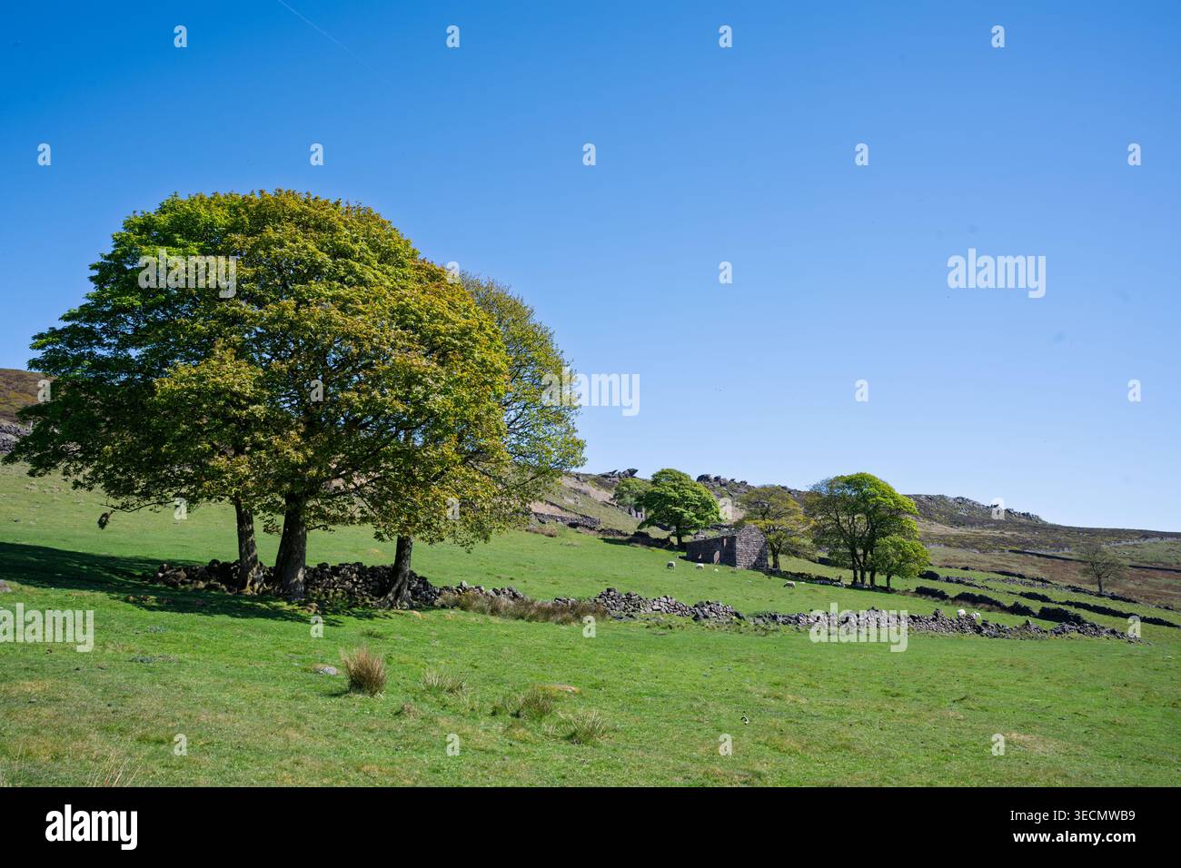 Sotto le impressionanti formazioni rocciose delle Roaches, una fattoria solitaria si erge in tranquilla solitudine, circondata da lussureggianti campi verdi e alberi vibranti Foto Stock