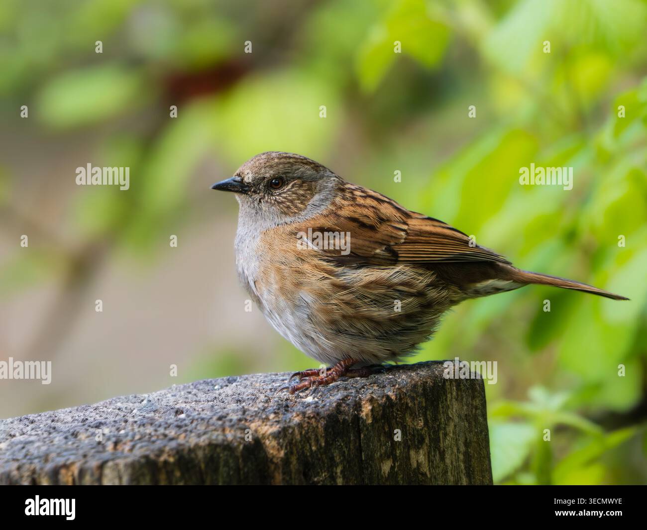 Passerella marrone con colletto grigio Dunnock UK o Hedge Sparrow, Prunella modularis, appollaiato su un palo di recinzione Foto Stock