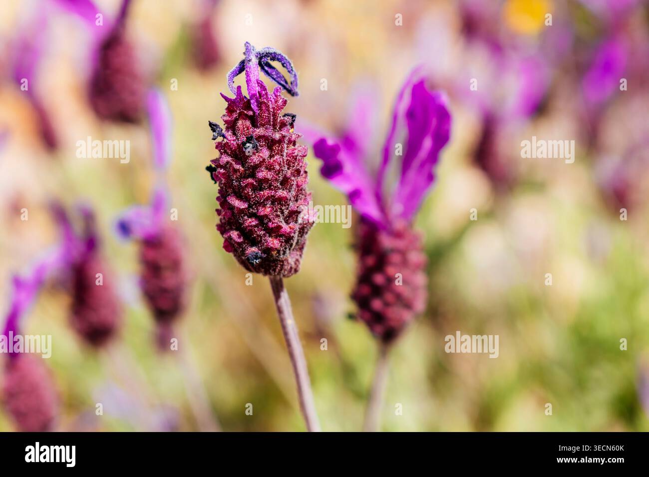Lavandula stoechas fiori. La Lavandula stoechas, la lavanda spagnola, la lavanda ricoperta o lavanda francese, è una specie di lavanda originaria della Medite Foto Stock