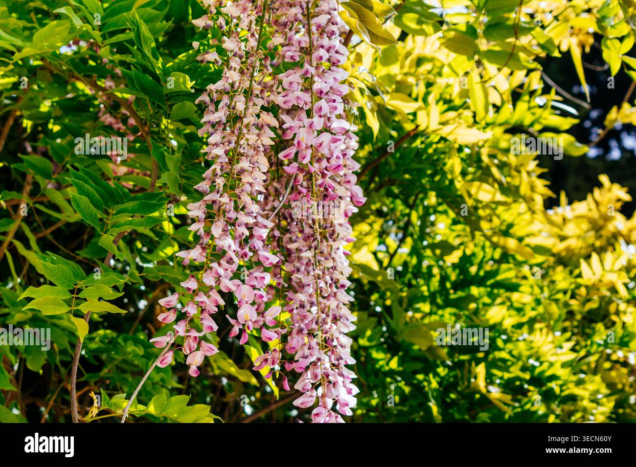 Wisteria è un genere di piante da fiore della famiglia delle legumi, Fabaceae. Madrid, Comunidad de madrid, Spagna Foto Stock