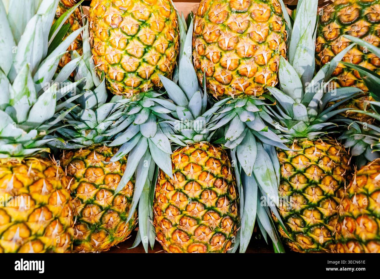 Ananas esposti in un mercato. Madrid, Comunidad de Madrid, Spagna, Europa Foto Stock