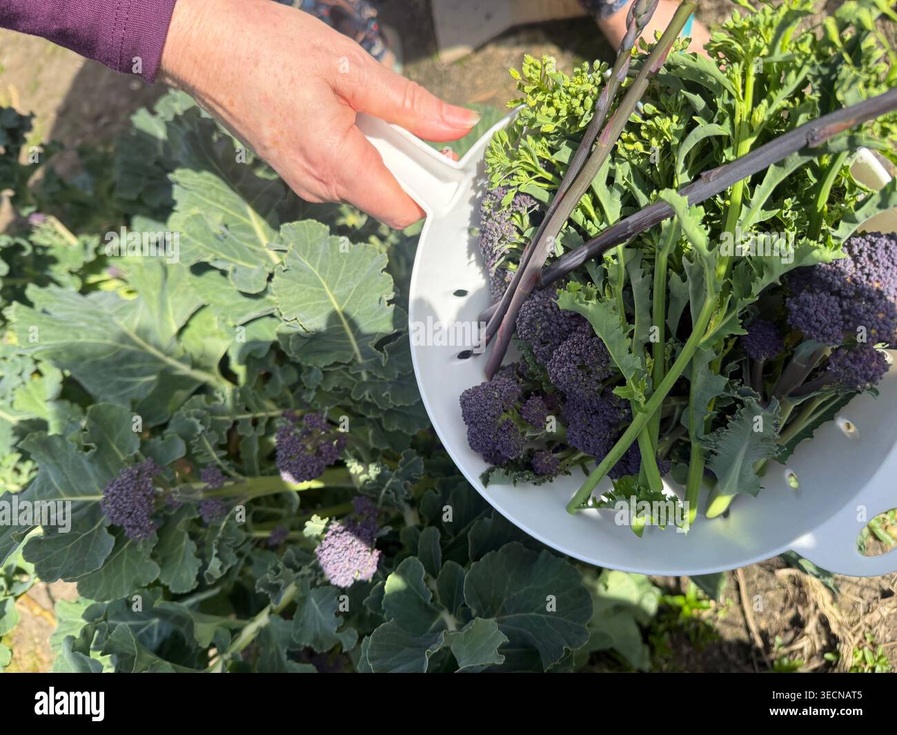 Donna che raccoglie broccoli, cavoli e asparagi di porpora coltivati in casa dall'orto della cucina, da vicino tenendo verdure fresche biologiche in coland Foto Stock