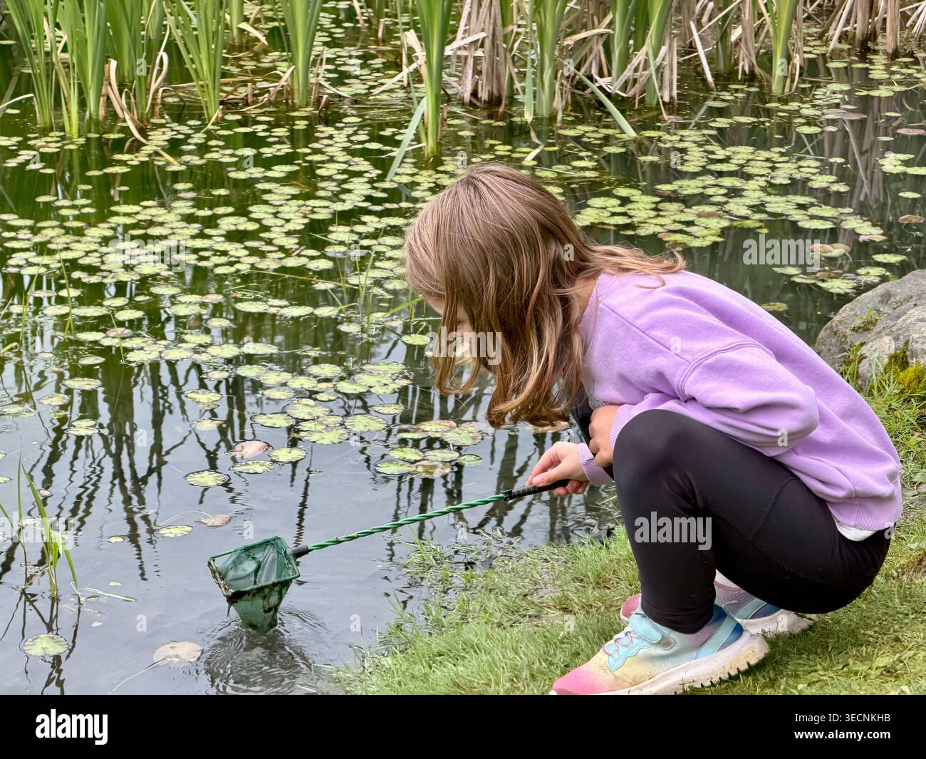 Studente di seconda elementare che usa una rete nel Lotus Pond nel giardino botanico di Pittsburgh durante una gita in classe Foto Stock