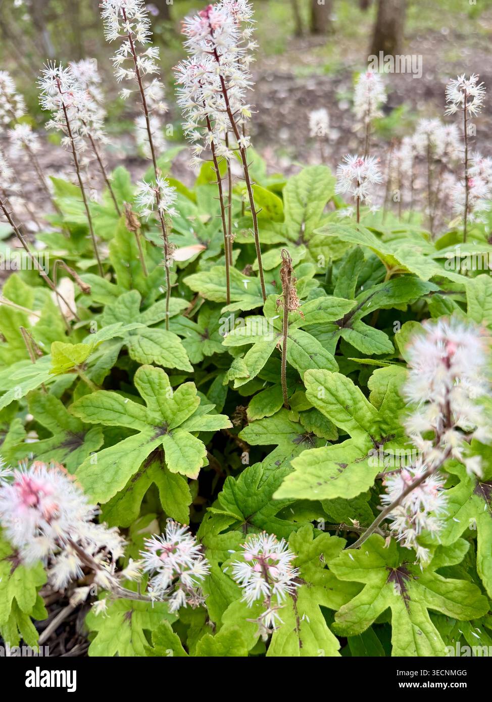 Pianta di fiori di schiuma nel giardino botanico di Pittsburg nella contea di Allegheny, Pennsylvania Foto Stock