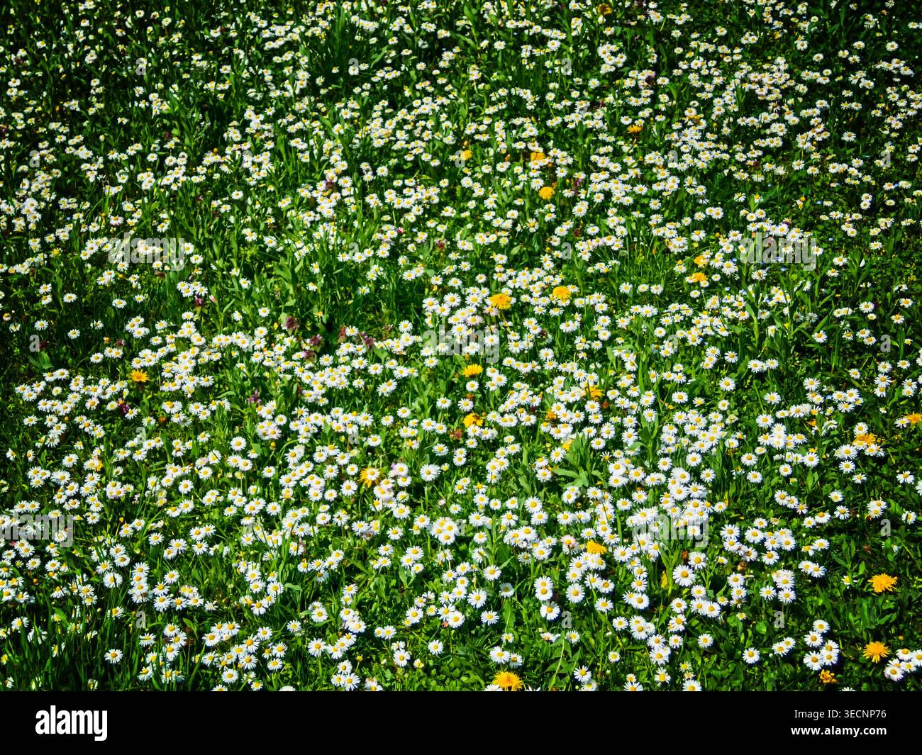 Incredibile glade floreale per rivista floreale Foto Stock