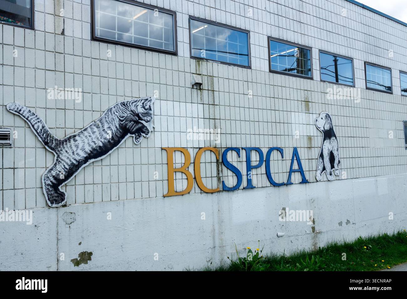 Vancouver, Canada - 17 aprile 2026: La facciata in piastrelle bianche dell'edificio BC SPCA Vancouver presenta il logo BCSPCA con il gatto che salta e il cane seduto i Foto Stock