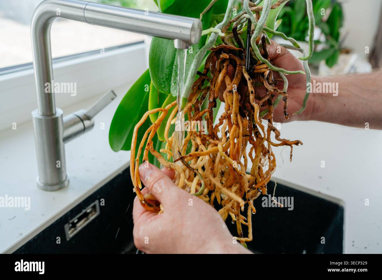 Le radici di Orchidea vengono sciacquate sotto l'acqua corrente nel lavandino della cucina. Foto Stock