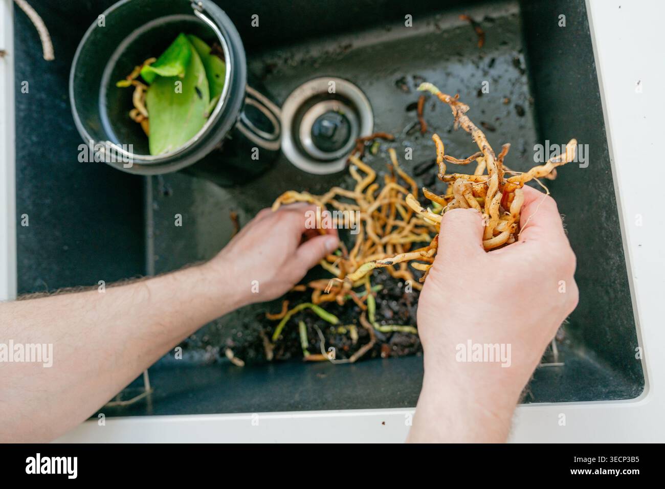 Mani che raccolgono vecchie radici di orchidea dopo la pulizia. Selezione di materiali biodegradabili per impianti per compost o riciclaggio. Concetto di stile di vita senza sprechi. Foto Stock
