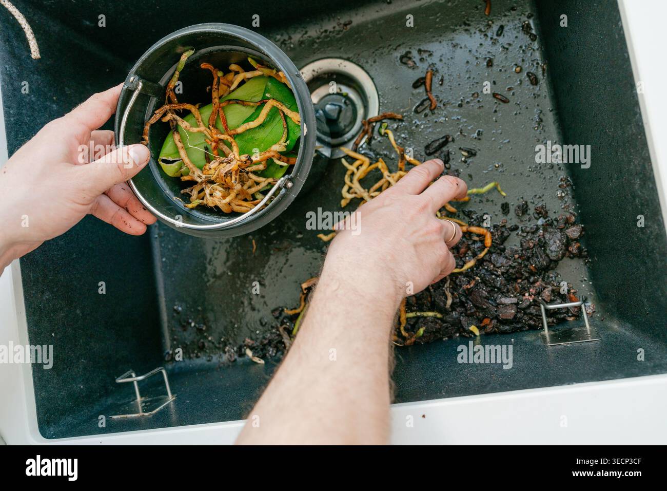 Raccogliere le radici di orchidea rimosse in un contenitore per rifiuti organici. Cura sostenibile delle piante e smaltimento ecocompatibile durante il processo di riempimento a casa. Foto Stock