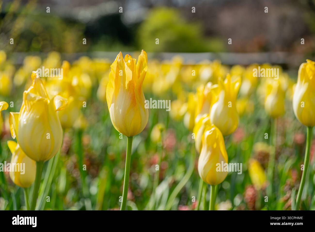 La luce del sole illumina un campo di tulipani gialli luminosi che ondeggiano dolcemente tra lussureggianti foglie verdi in un tranquillo giardino. Foto Stock