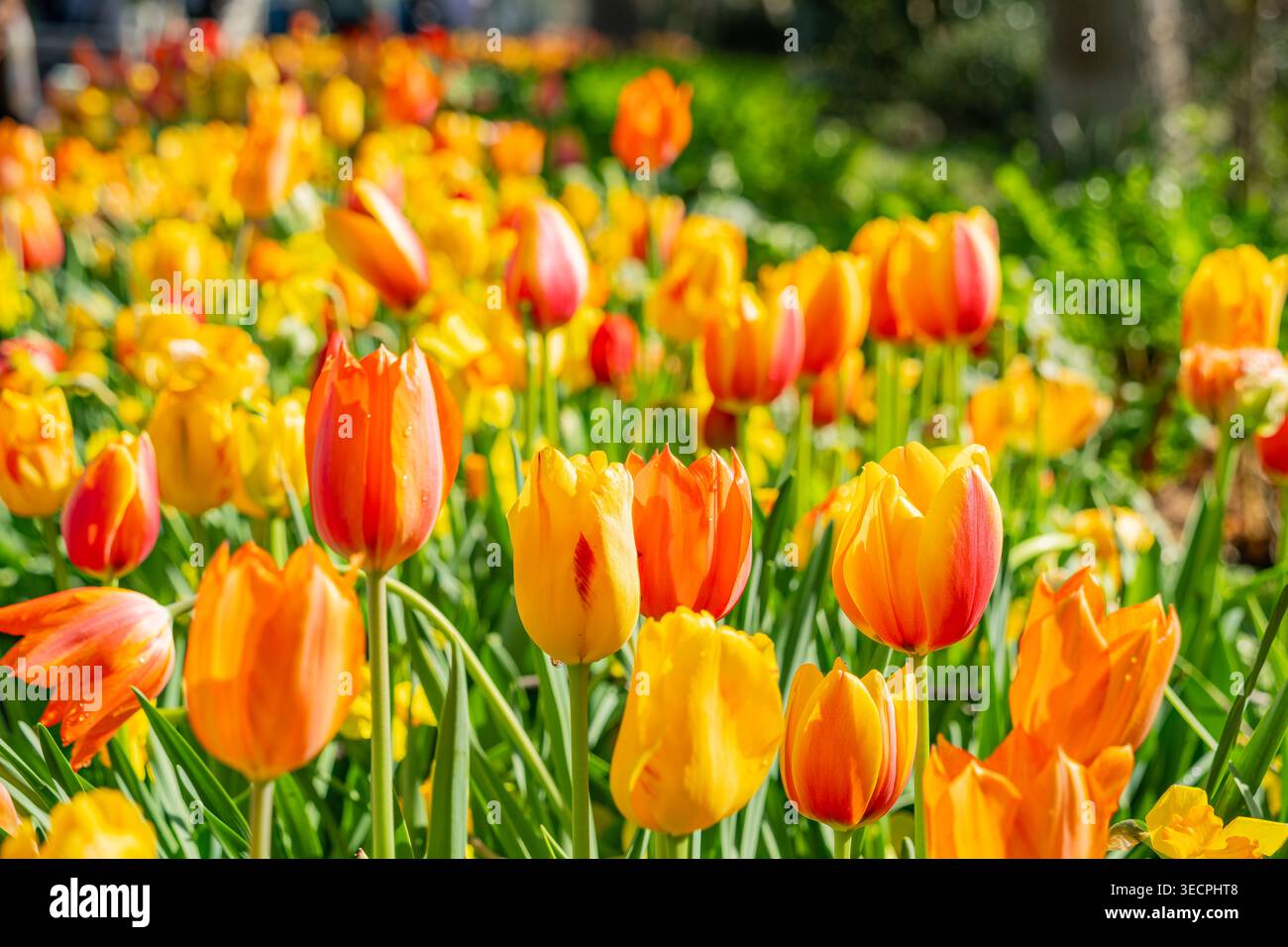 La luce del sole illumina un fitto campo di tulipani colorati di arancio e giallo che ondeggiano dolcemente in un luminoso giardino primaverile. Foto Stock