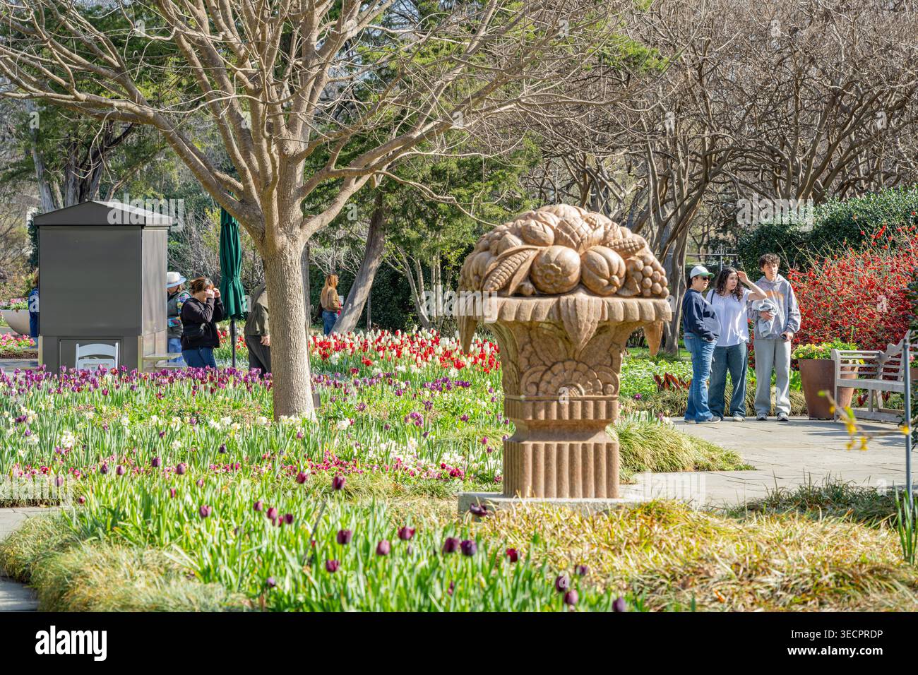 Texas, Stati Uniti, 08 marzo 2026 - Una scultura decorativa in pietra sorge tra vivaci file di tulipani colorati in un parco illuminato dal sole pieno di persone Foto Stock