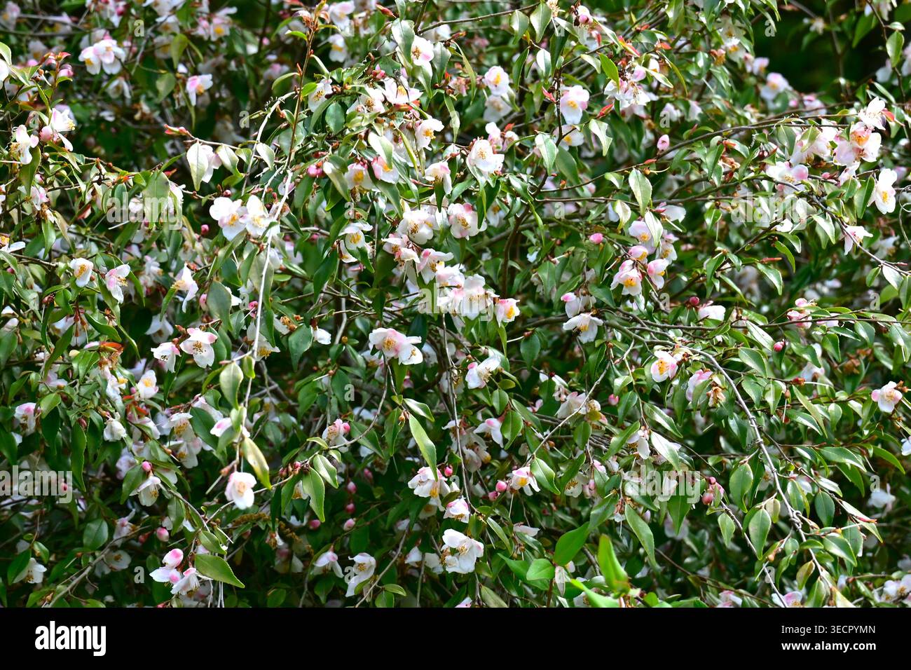 Fiori di Camellia 'Elina Cascade' (Cupido camelia). Arbusto sempreverde delle Theaceae. Fiori rosa pallido fioriscono sui rami che cadono in primavera. Foto Stock