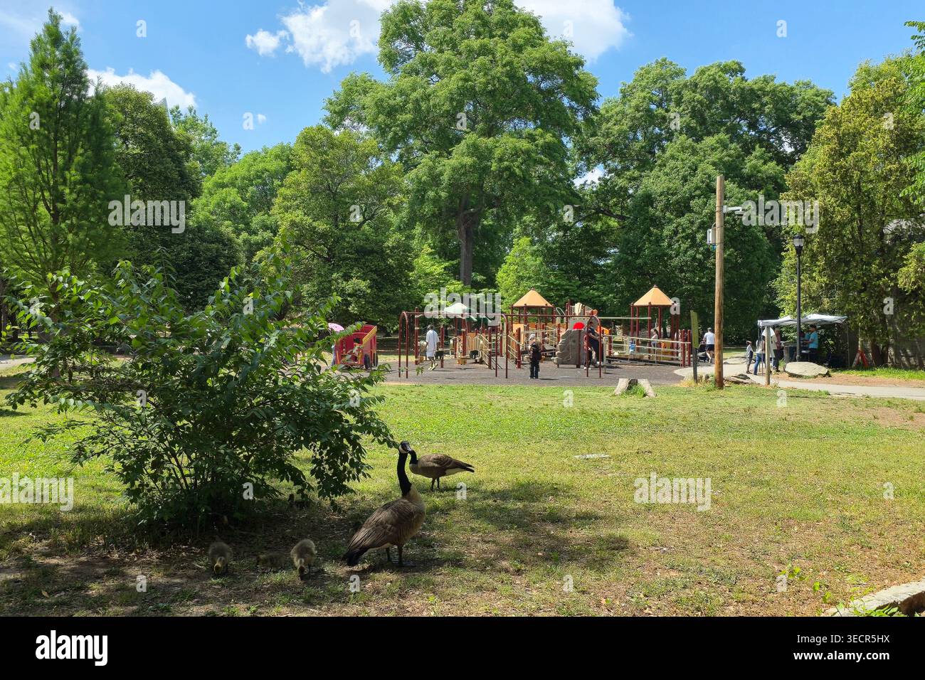 Oche del Canada con imbracature nel Piedmont Park di Atlanta, Georgia, Stati Uniti, con un parco giochi e persone sullo sfondo, che mostrano la vita urbana - Immagine stock catturata con smartphone