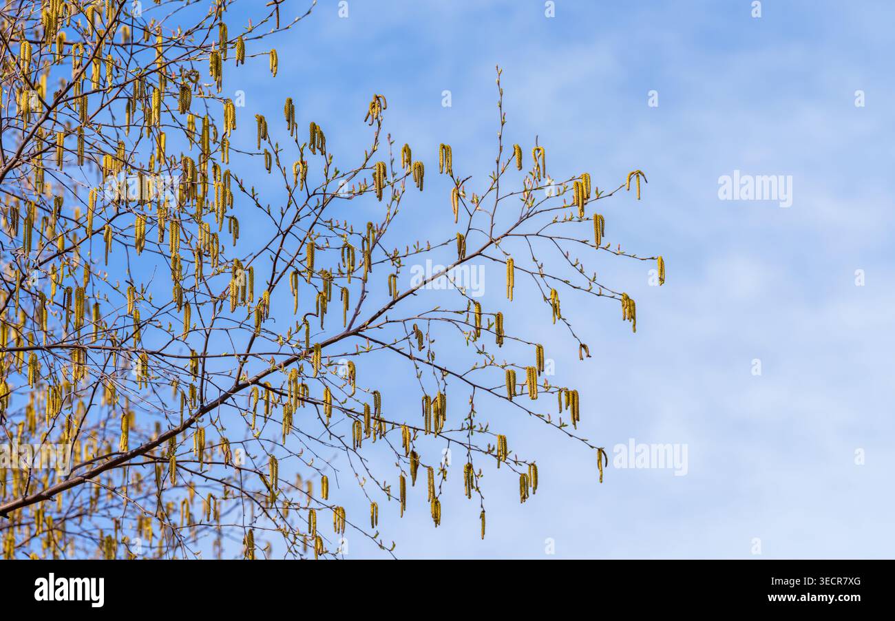 I fioretti dorati di betulla pendono da rami snelli con foglie emergenti all'Arnold Arboretum dell'Università di Harvard a Boston, Massachusetts, USA. Foto Stock