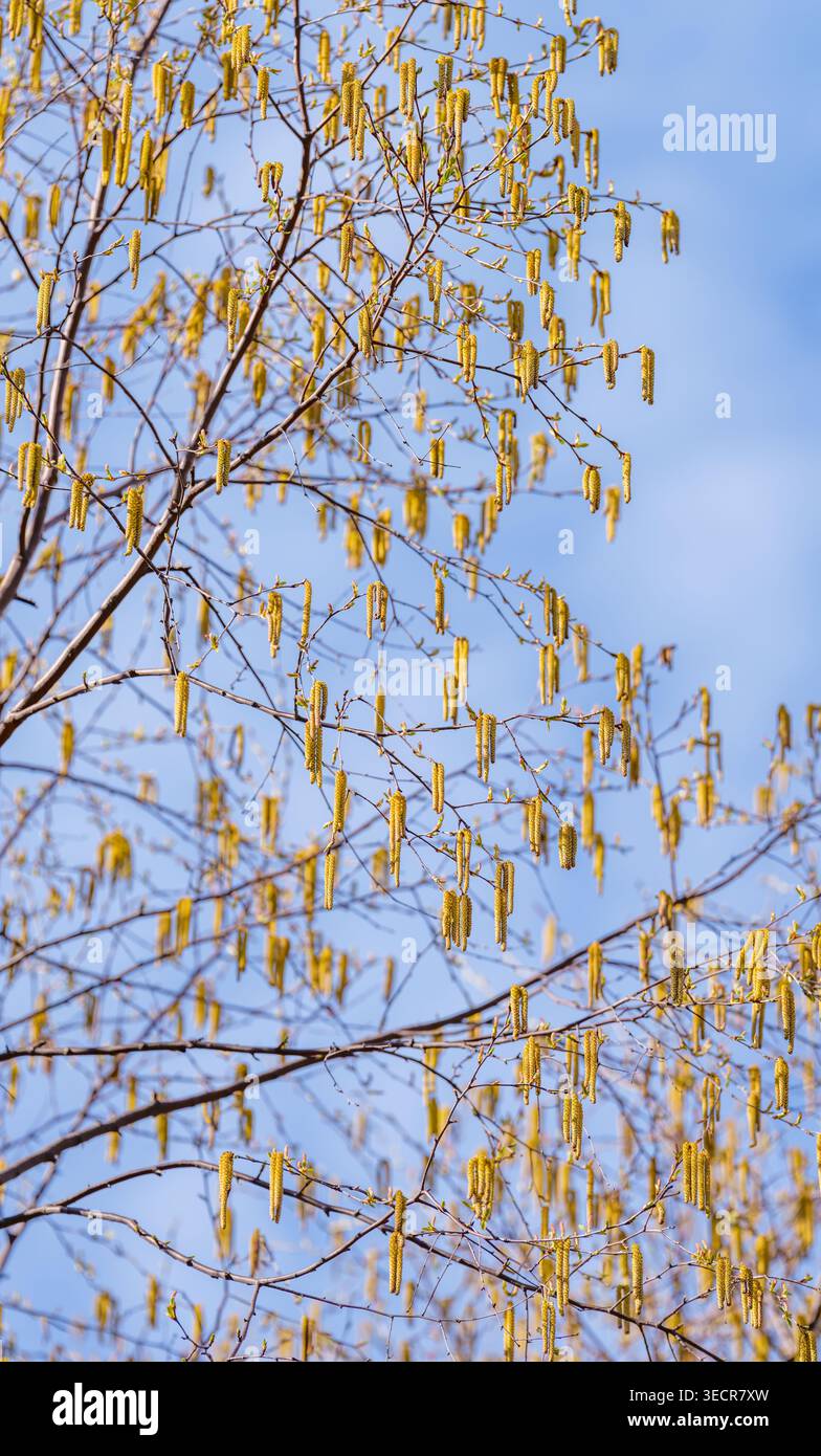 Mascelle dorate maschili e foglie che si dispiegano su una betulla all'Arnold Arboretum dell'Università di Harvard a Boston, Massachusetts, USA, alla fine di aprile. Foto Stock