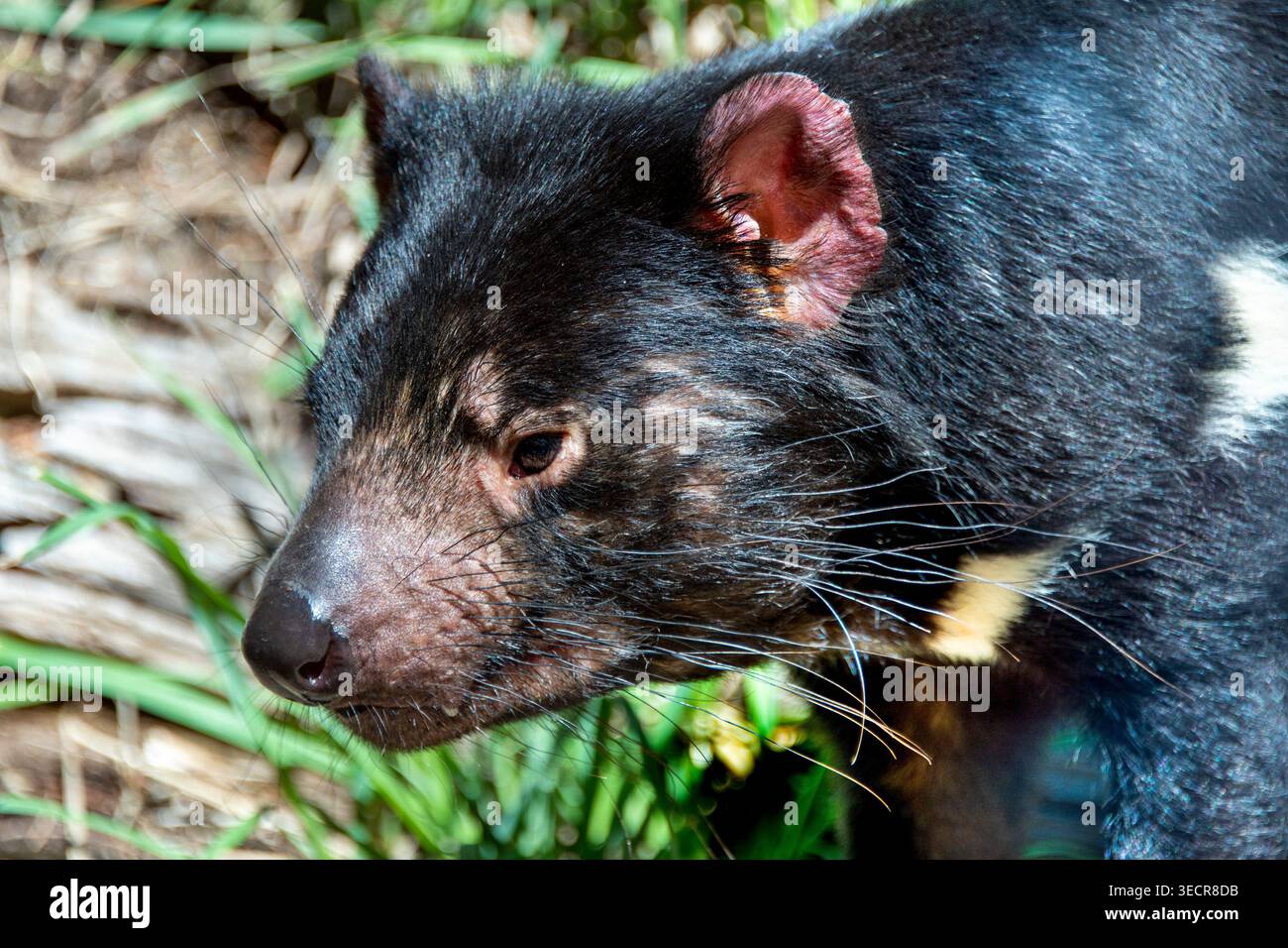 Il diavolo della Tasmania nella costa orientale della Tasmania Foto Stock
