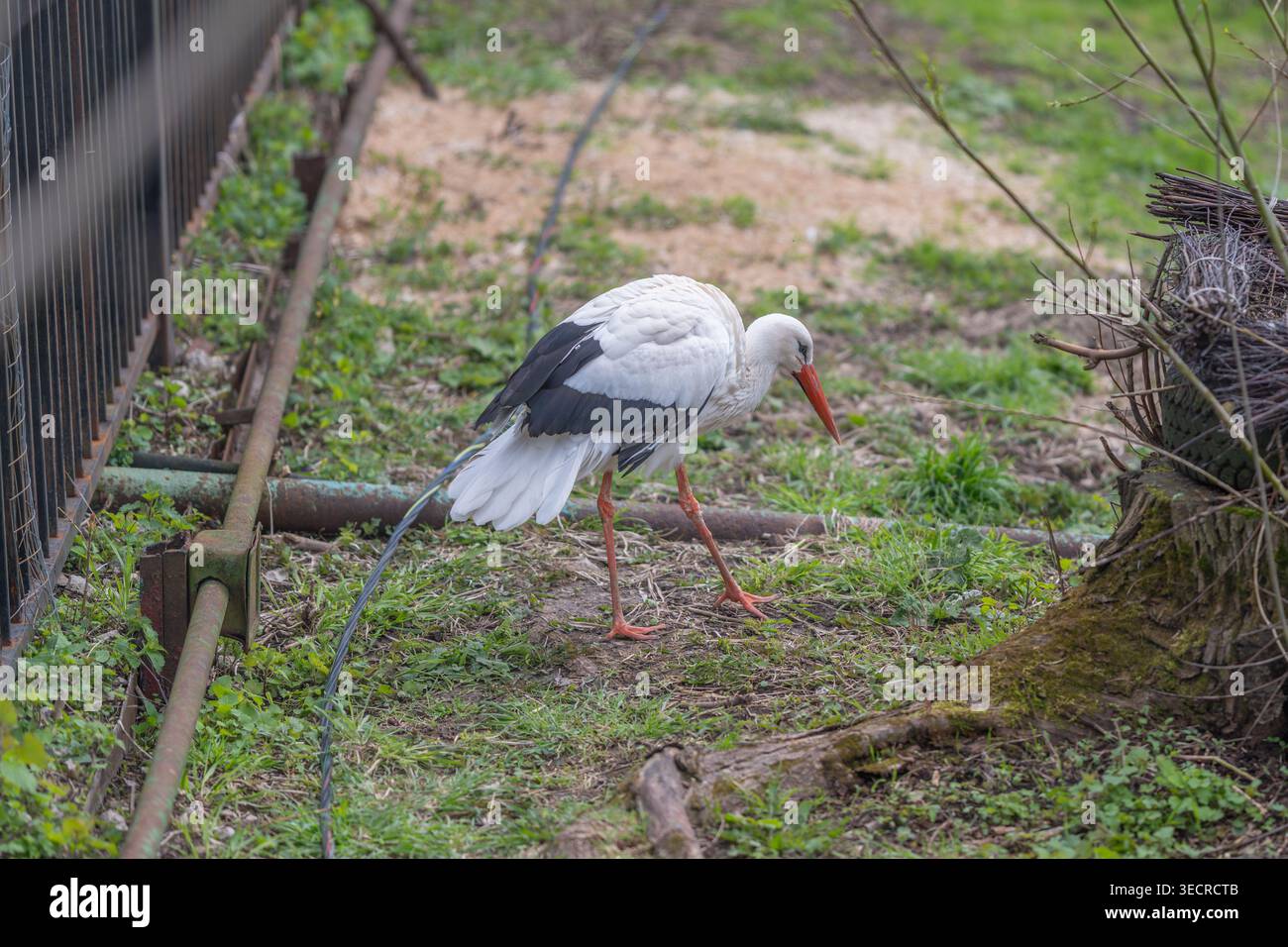 Foraggiamento di cicogne bianche vicino alla recinzione, sondando terreno muscoloso con lungo becco rosso, gambe sottili che attraversano le guide intemperie, luce soffusa e ricoperta, silenziosa su Foto Stock