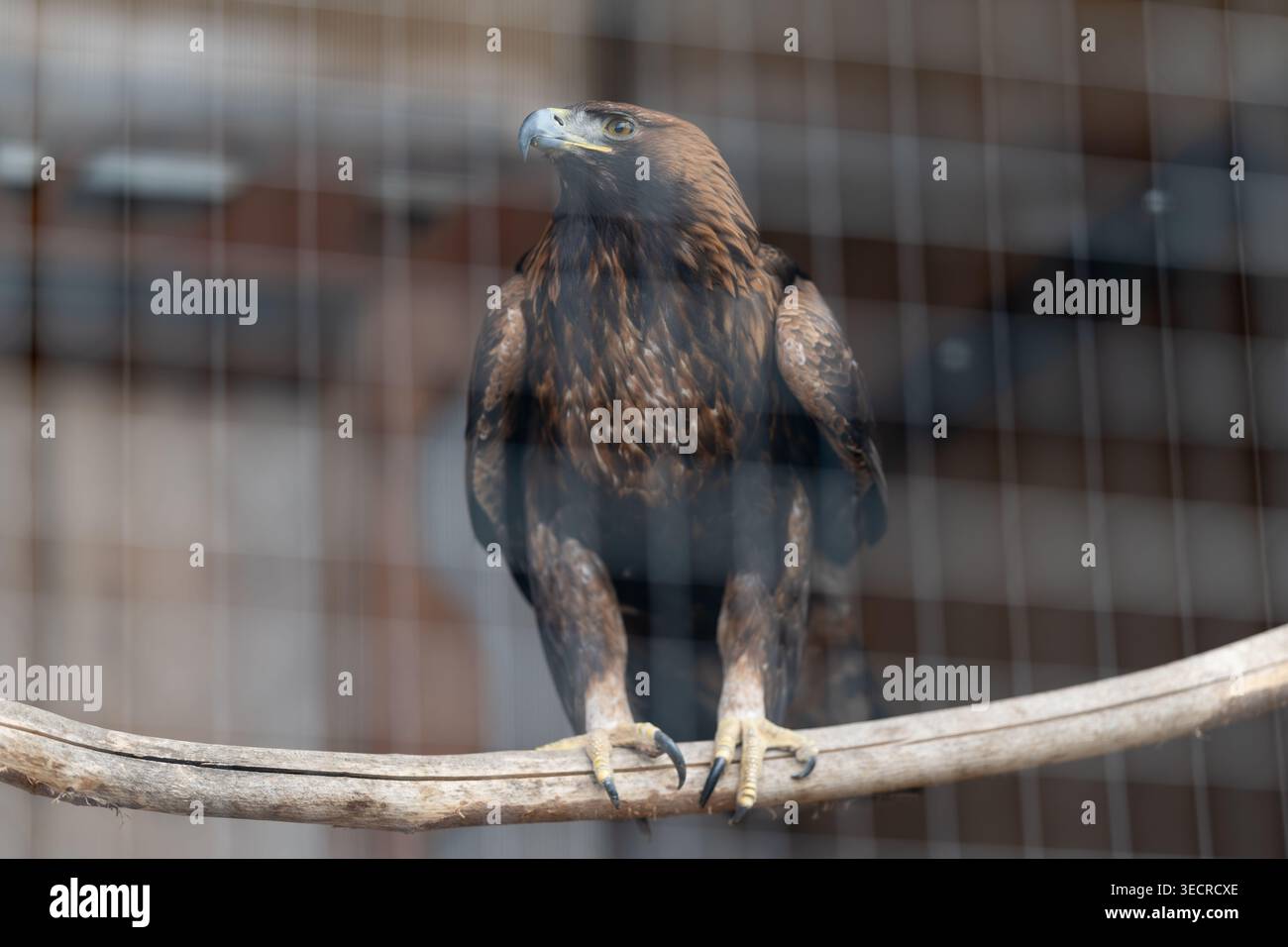 Raptor prigioniero studiato in stabulari cablati, petto largo, becco a uncino, sguardo fisso, sfondo in stile operatorio, composizione pronta per la ricerca enfatizzata Foto Stock