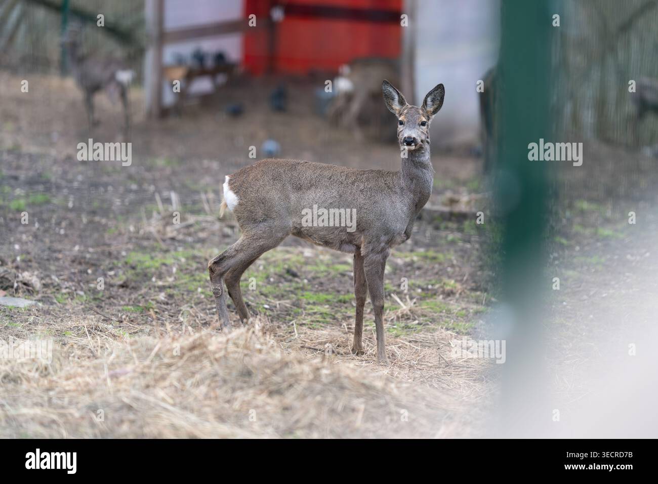 Cervi cauti che si nutrono vicino al capannone rosso, testa abbassata attraverso l'erba secca, mandria lontana sfocata dietro, tavolozza mutata, bokeh morbido e terreno ruvido Foto Stock