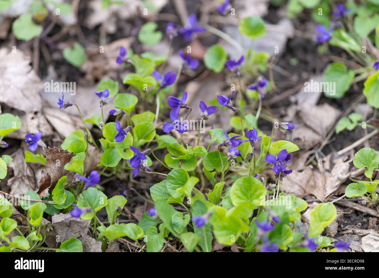 Cluster di viola selvatica su lettiera, fogliame verde chiaro, piccoli petali viola con una messa a fuoco nitida, dettagli naturali della copertura del terreno, luce soffusa diffusa Foto Stock