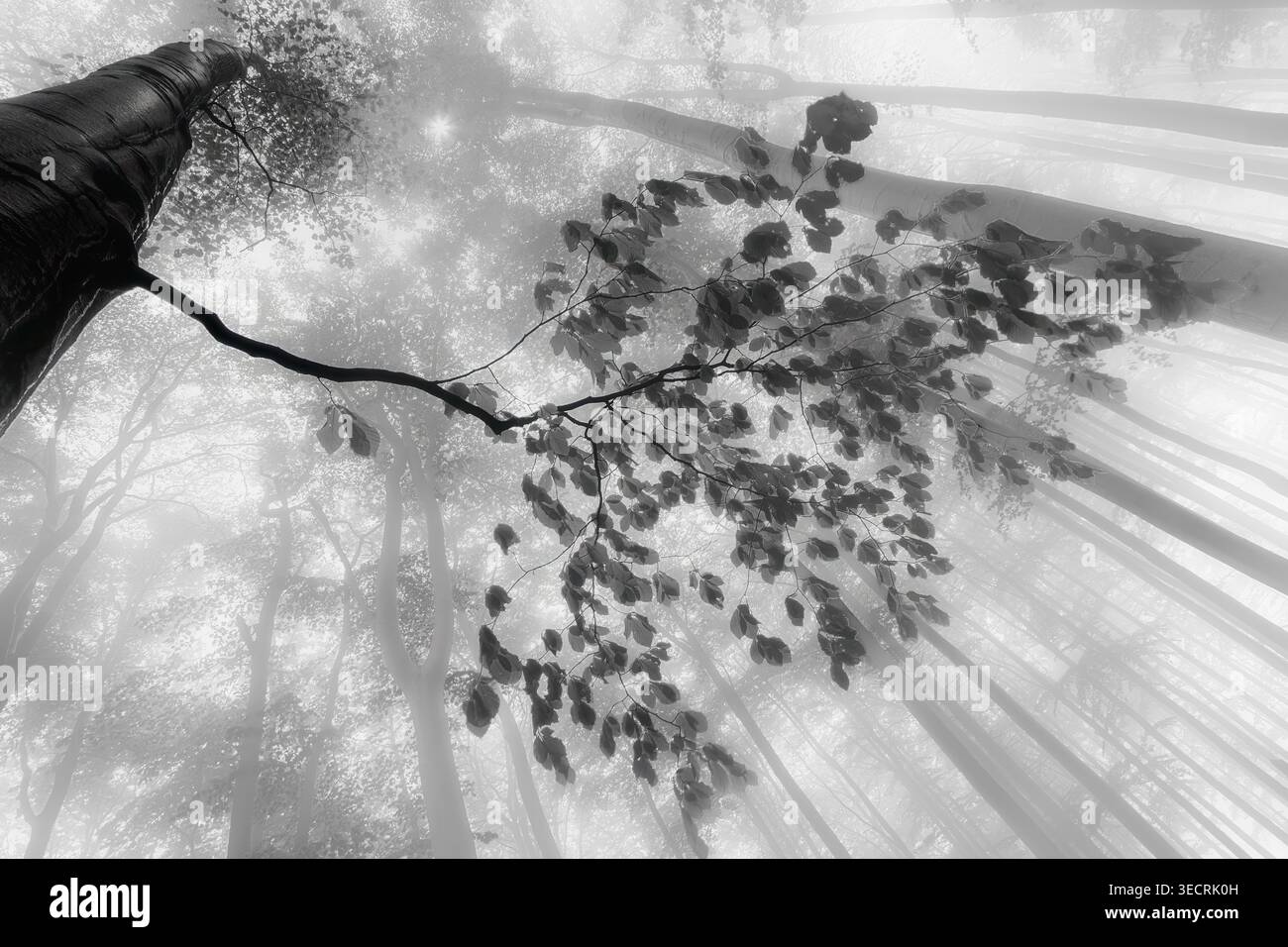 Una vista ravvicinata dei rami degli alberi che si avvicinano al cielo in una foresta nebbiosa, con alberi sfocati sullo sfondo. Foto Stock