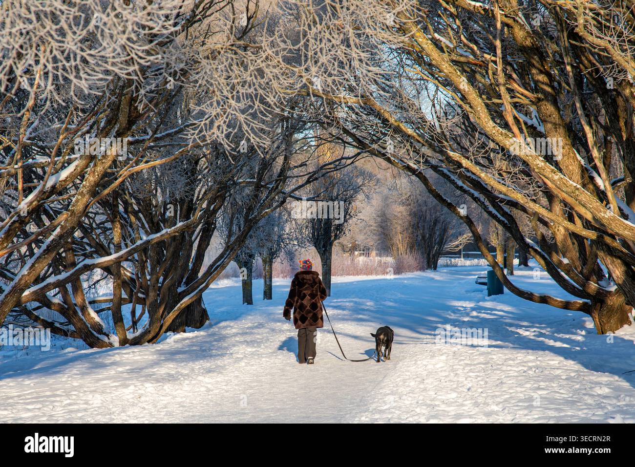 Donna che cammina con un cane sotto alberi ricoperti di gelo in una giornata invernale di sole nel quartiere Munkkiniemi di Helsinki, Finlandia Foto Stock