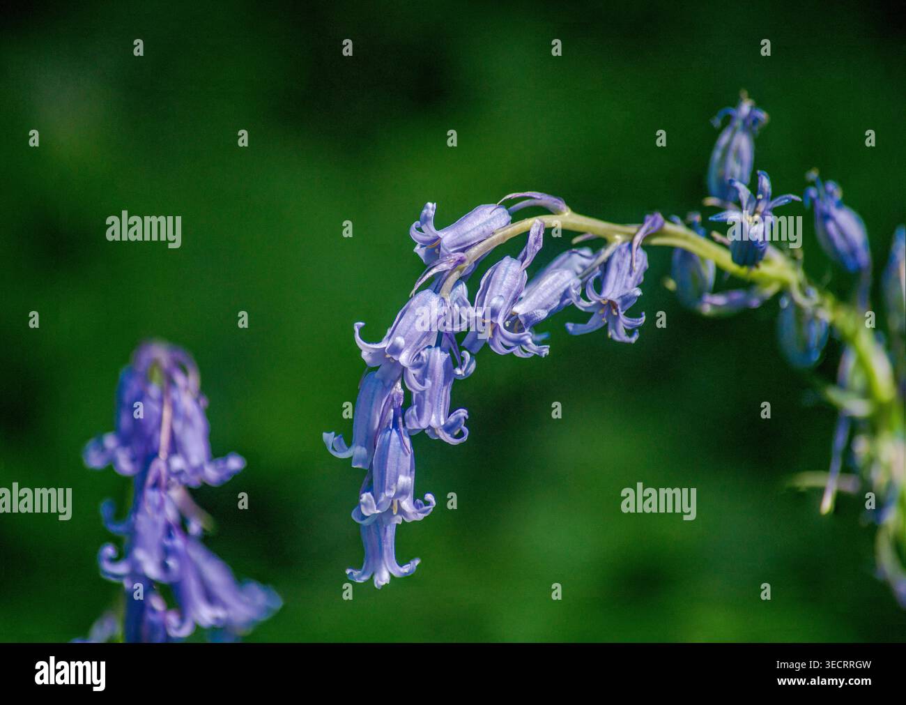 Primo piano di campanelli inglesi con morbido sfondo verde bokeh Foto Stock