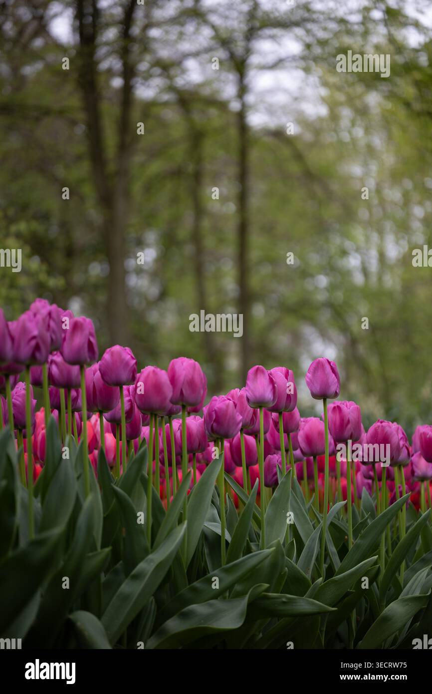 Fiori primaverili luminosi, tulipani colorati e muscari blu fioriscono in un tappeto lussureggiante sulle aiuole del parco sotto gli alberi verdi. Foto Stock
