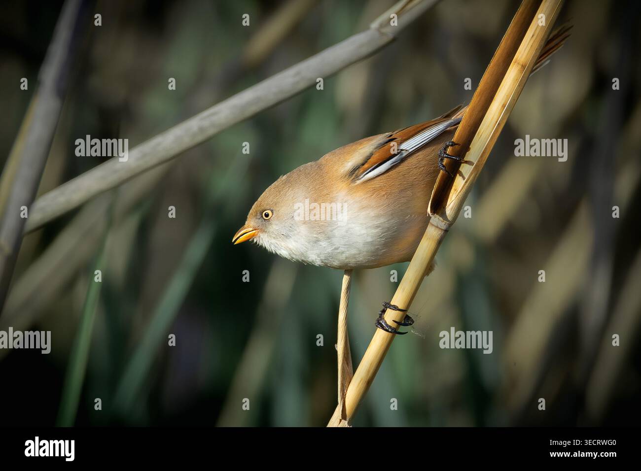 Canne barbute femminili nell'habitat natura (Panurus biarmicus) Foto Stock