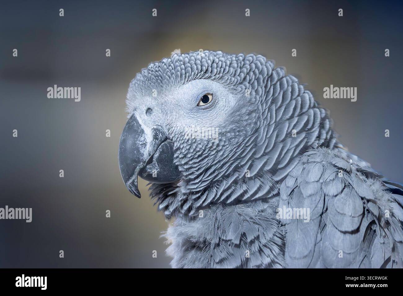 Ritratto di un pappagallo grigio, primo piano della testa (Psittacus erithacus) Foto Stock