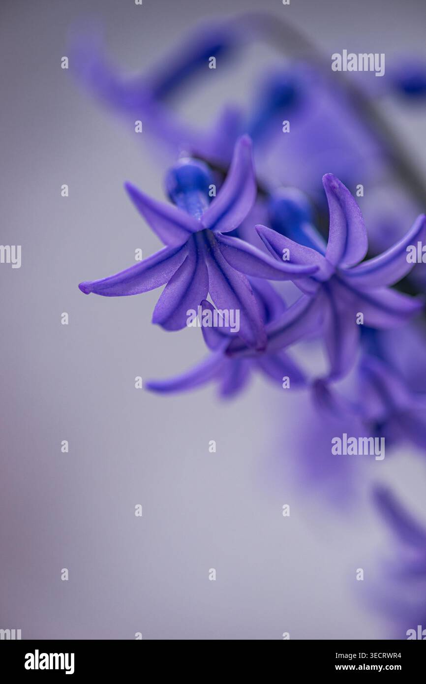 Primo piano di un morbido fiore di Giacinto viola con delicati petali e delicato sfondo bokeh, creando un'atmosfera primaverile tranquilla e un elegante textu floreale Foto Stock