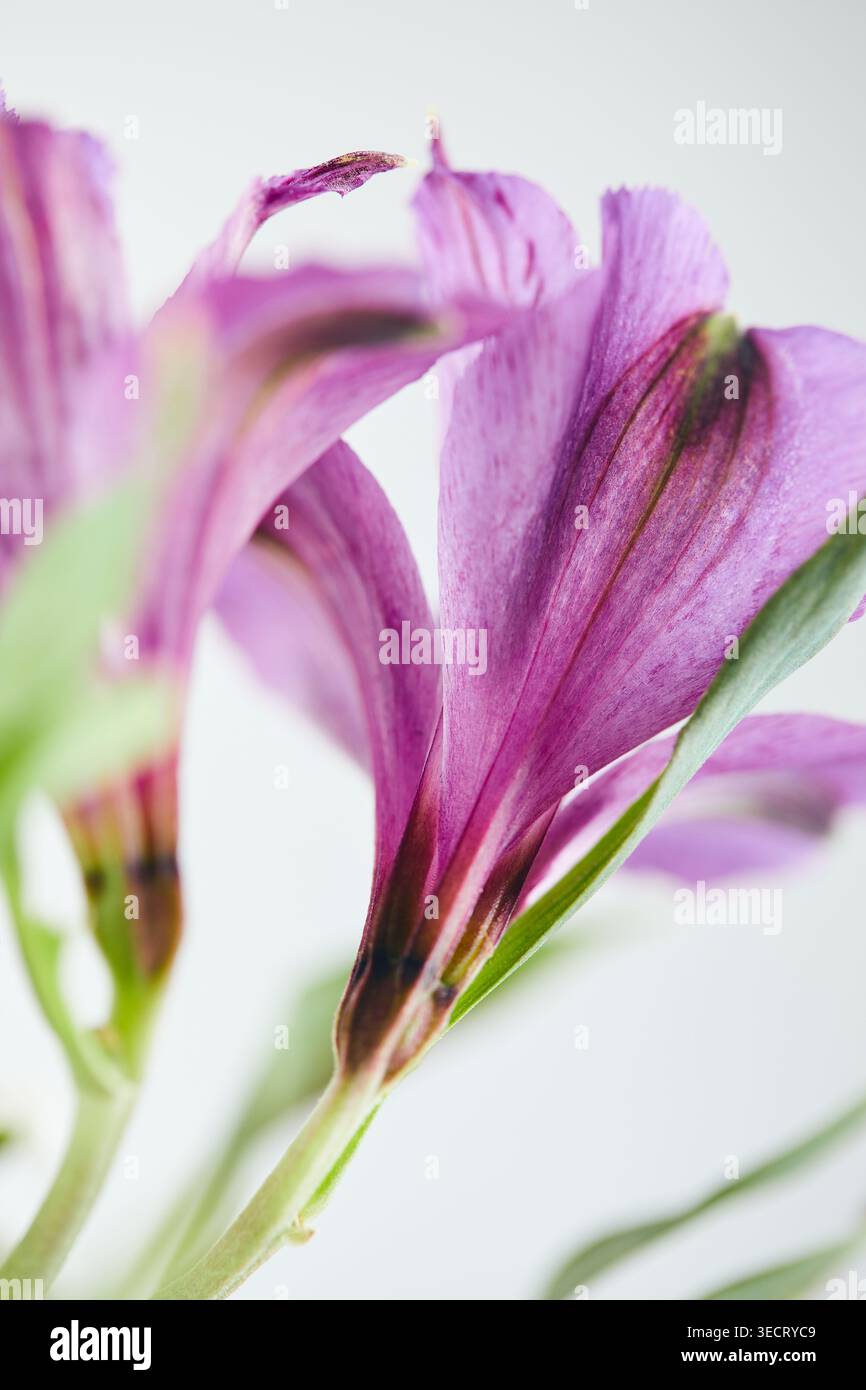 Morbida foto macro di un fiore di alstroemeria viola con delicati petali e steli verdi, isolata su uno sfondo bianco pulito, per creare un'eleganza Foto Stock