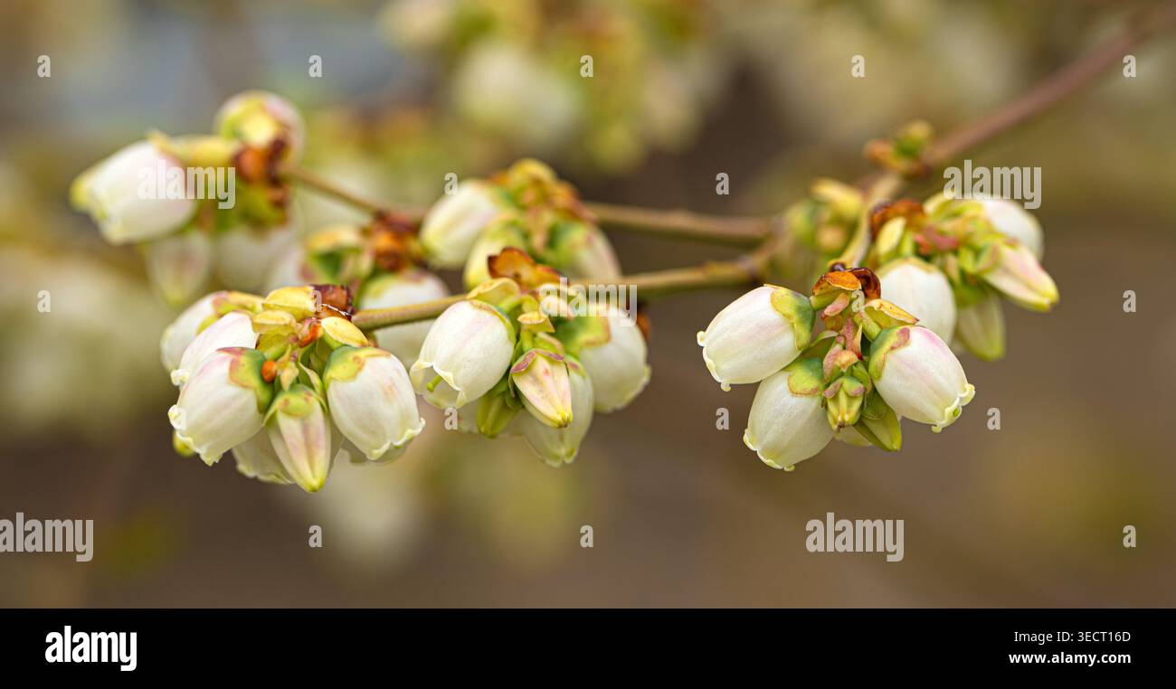 I fiori di mirtilli si preparano ad aprirsi su un ramo, segnalando la primavera e i frutti futuri Foto Stock