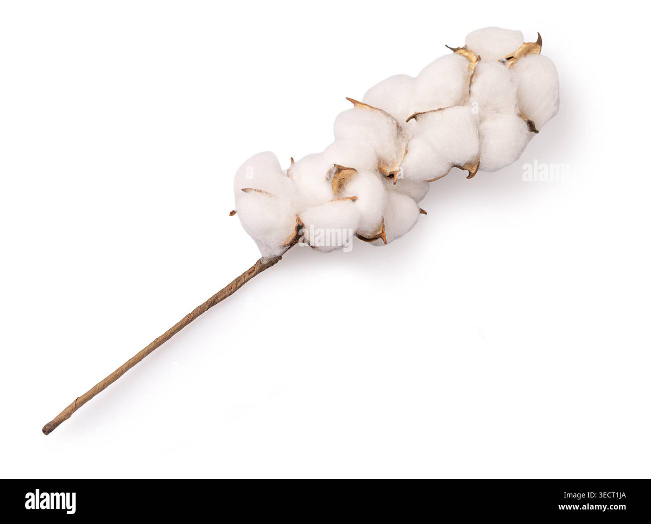 Ramo di cotone con bordino morbido sullo stelo, che fornisce materiale tessile naturale Foto Stock