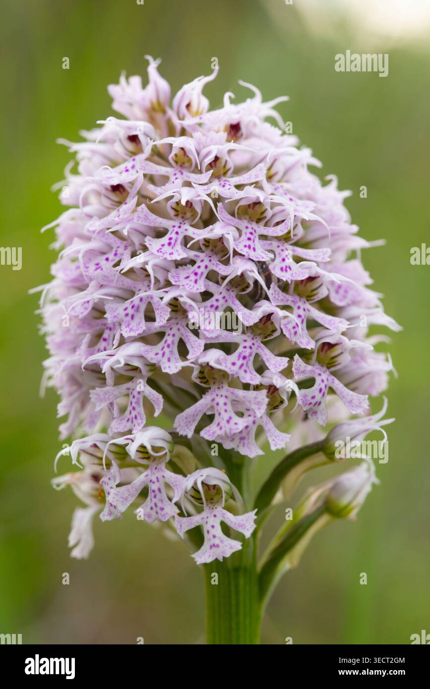 Macro primo piano di Orchis conica orchidea selvatica in fiore, che mostra un denso gruppo conico di fiori lilla pallidi con macchie viola contro un morbido gr Foto Stock