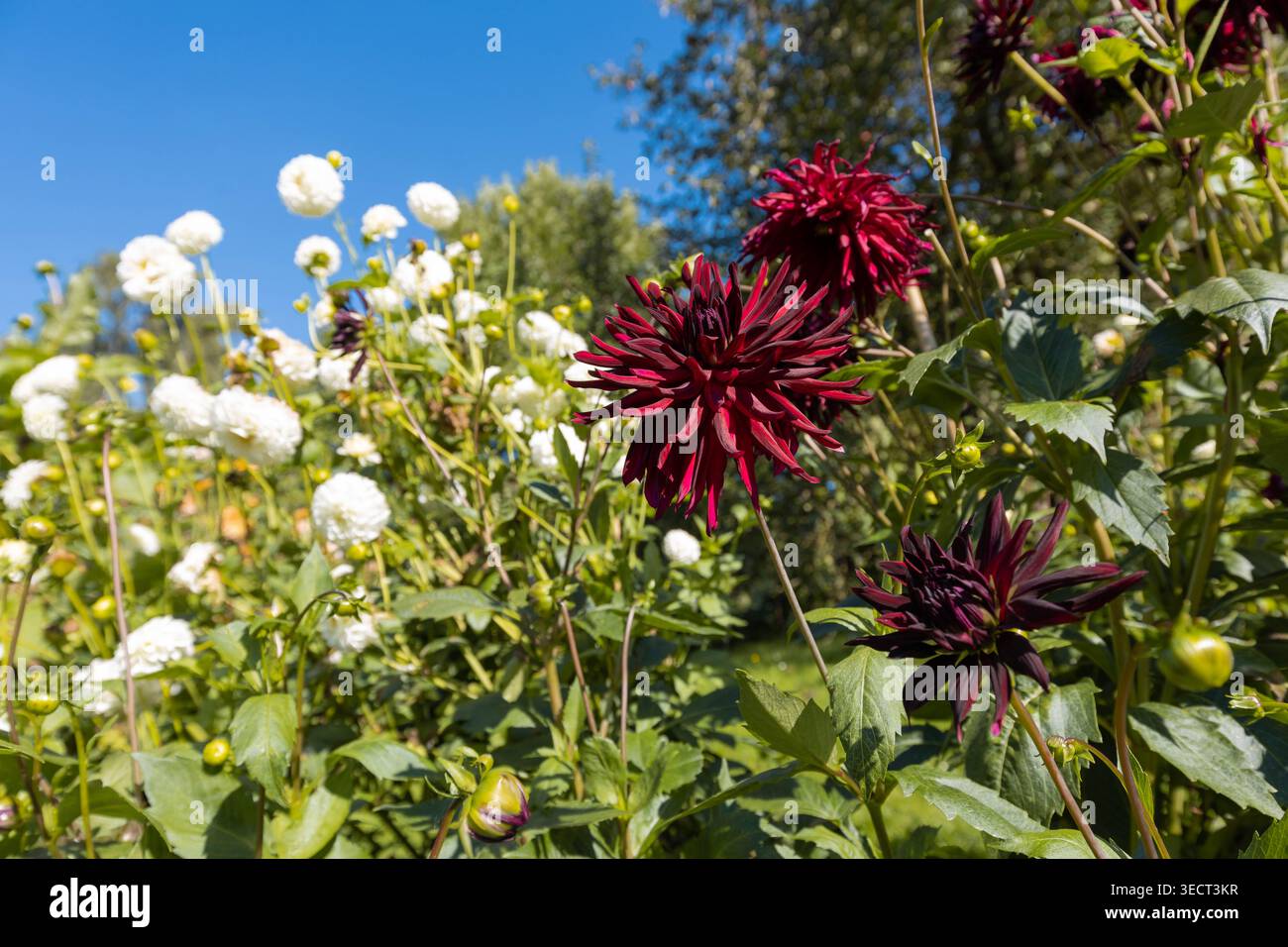 I fiori di dahlia rosso scuro si distinguono tra i fiori di pompon bianchi e le foglie verdi lussureggianti in un giardino illuminato dal sole, fotografati con una profondità di campo bassa sotto una b limpida Foto Stock